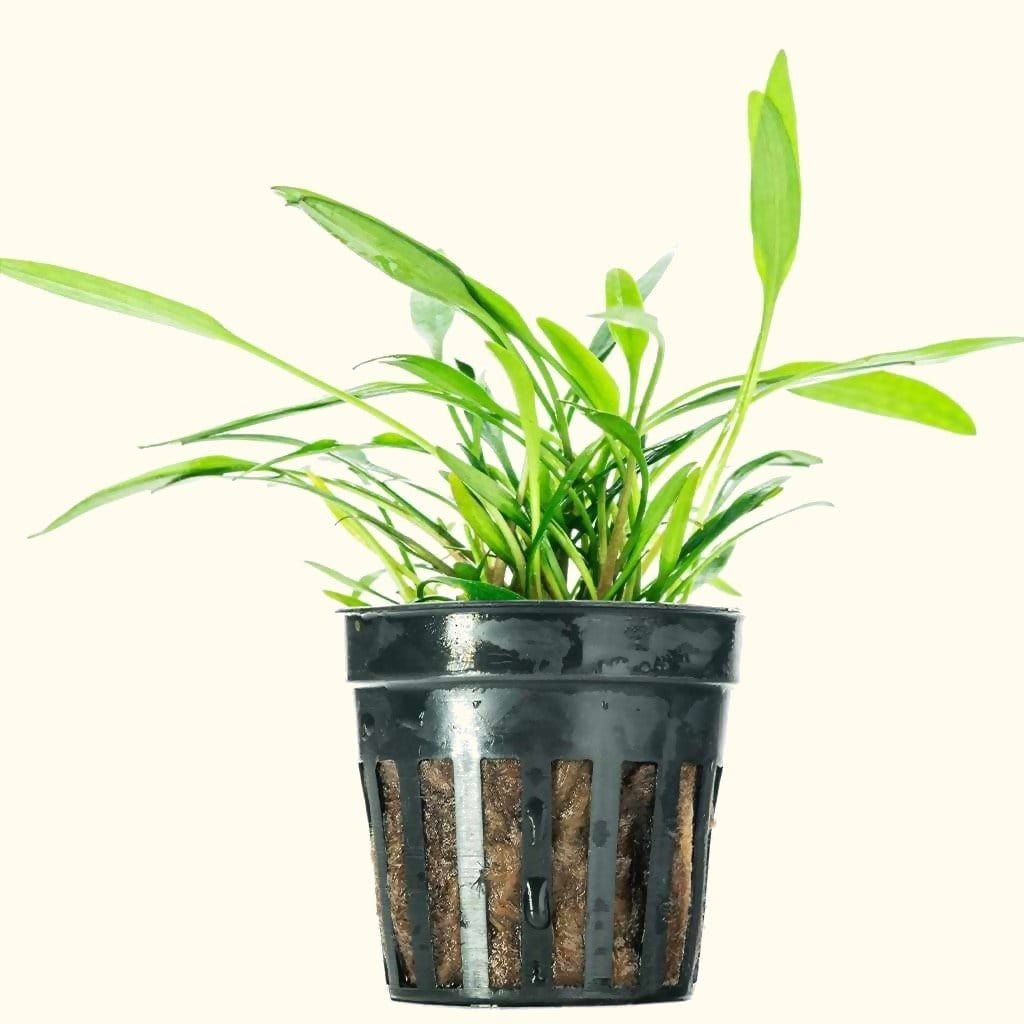 Cryptocoryne Lucens - Aquarium Co - Op