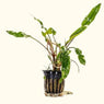 Plants Live Plants Cryptocoryne Lutea