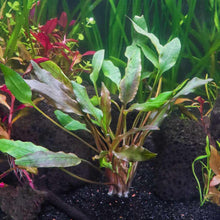 Load image into Gallery viewer, Plants Live Plants Cryptocoryne Lutea
