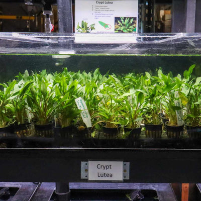 Plants Live Plants Cryptocoryne Lutea
