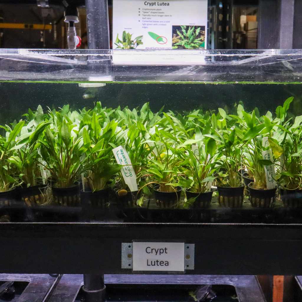 Plants Live Plants Cryptocoryne Lutea
