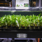 Cryptocoryne Lutea - Aquarium Co - Op