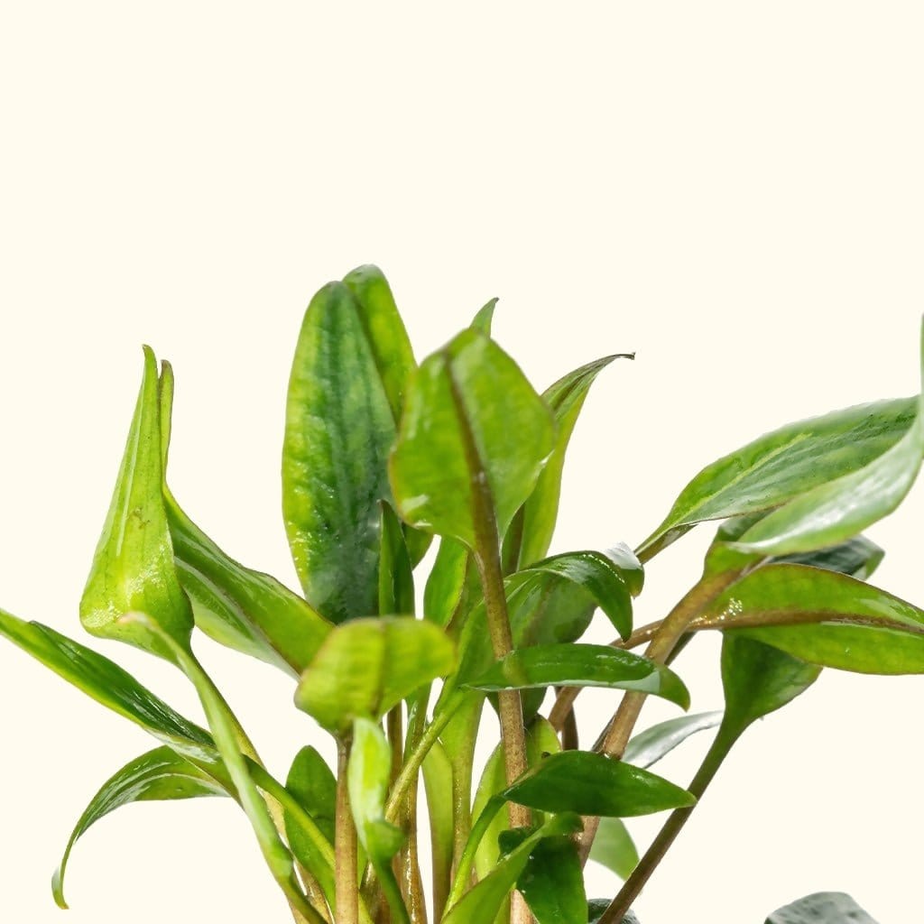 cryptocoryne-lutea-7162065