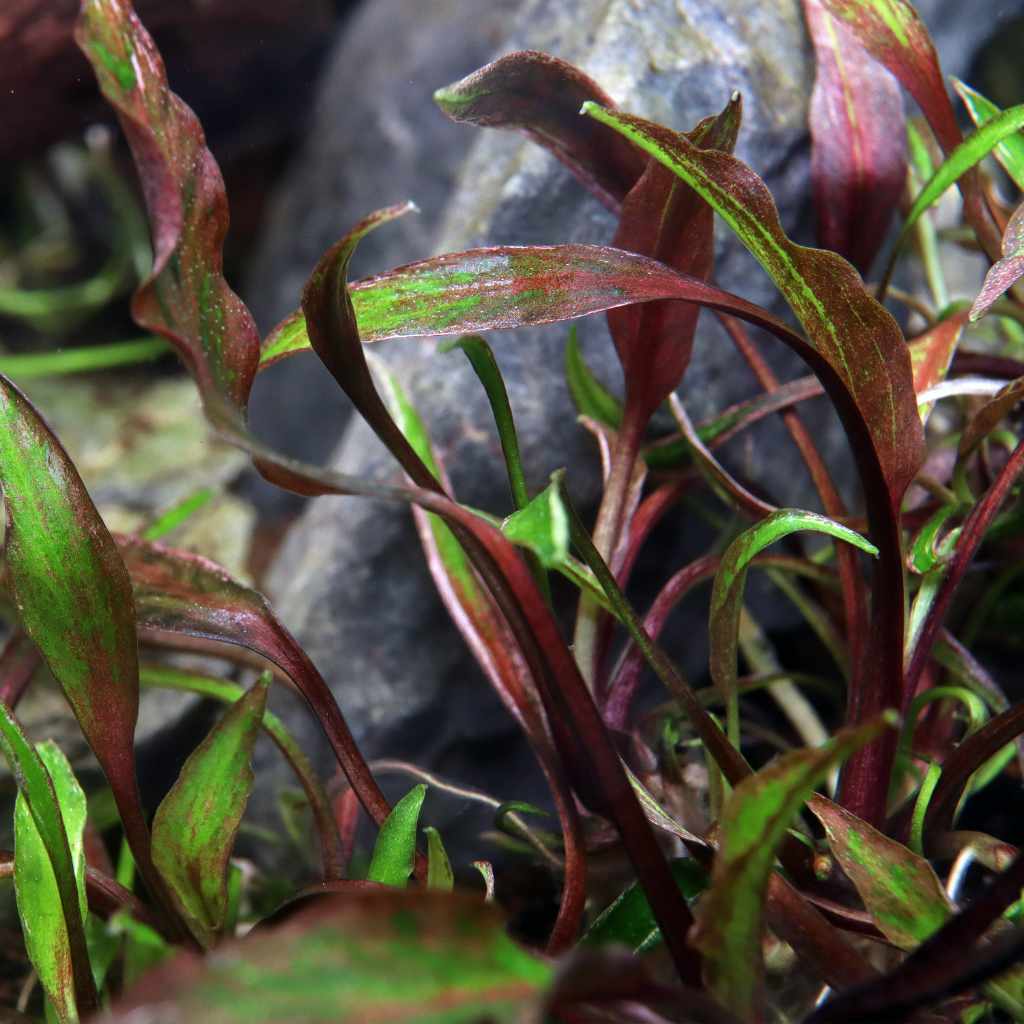 cryptocoryne-nurii-tissue-culture-1204589