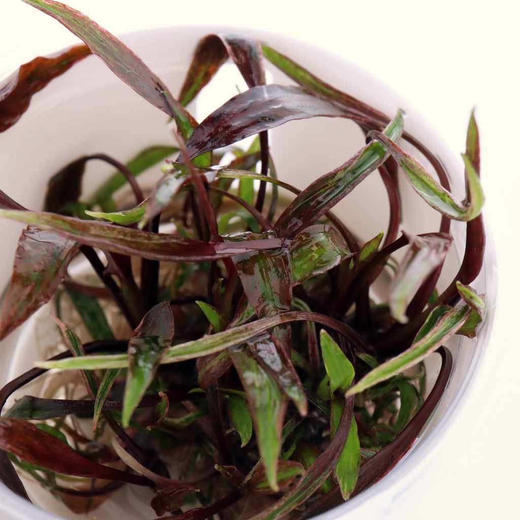 cryptocoryne-nurii-tissue-culture-2930414