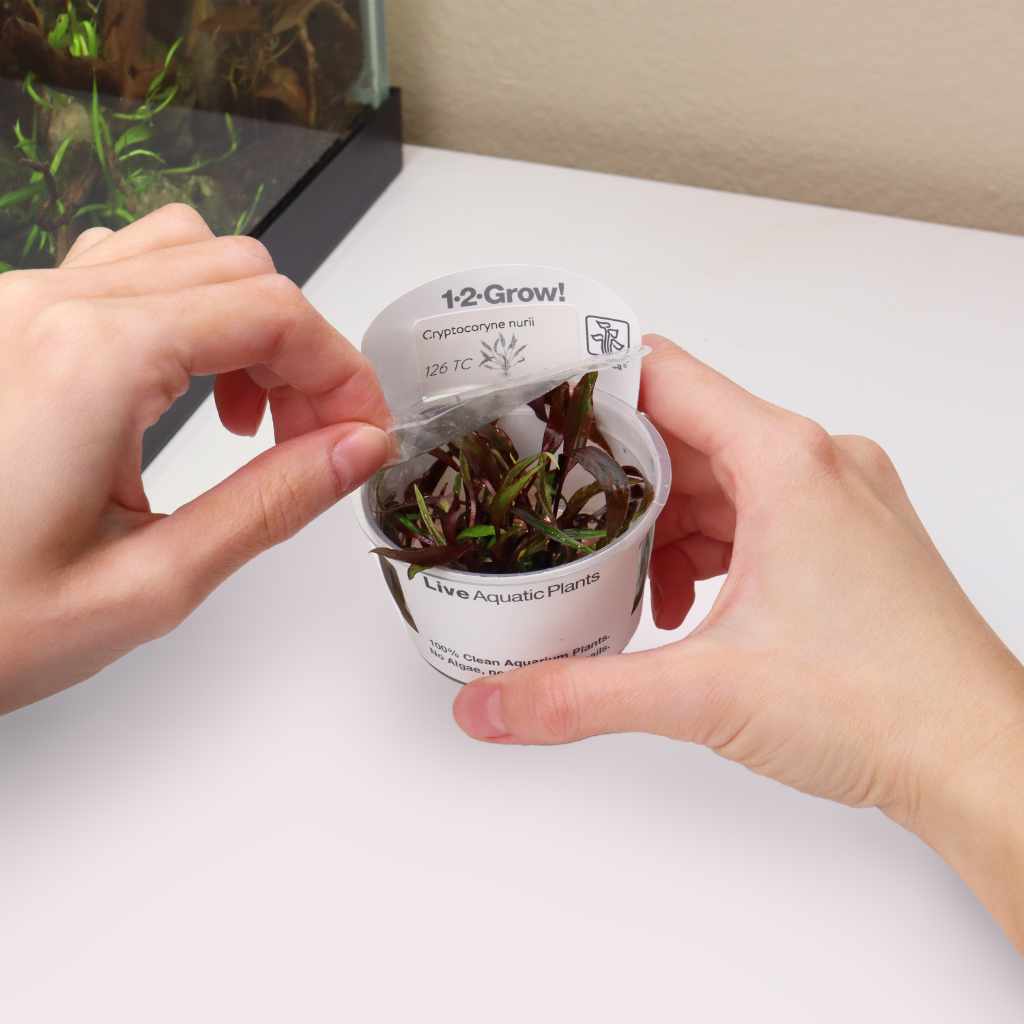 cryptocoryne-nurii-tissue-culture-5226502