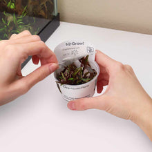 Load image into Gallery viewer, Cryptocoryne Nurii Tissue Culture - Aquarium Co - Op
