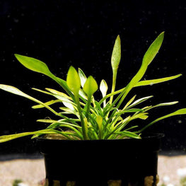 cryptocoryne-parva-810055291168-31465818226757