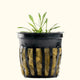 Plants Live Plants Cryptocoryne Parva