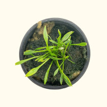 Load image into Gallery viewer, Plants Live Plants Cryptocoryne Parva
