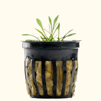 Link to: Live Plants