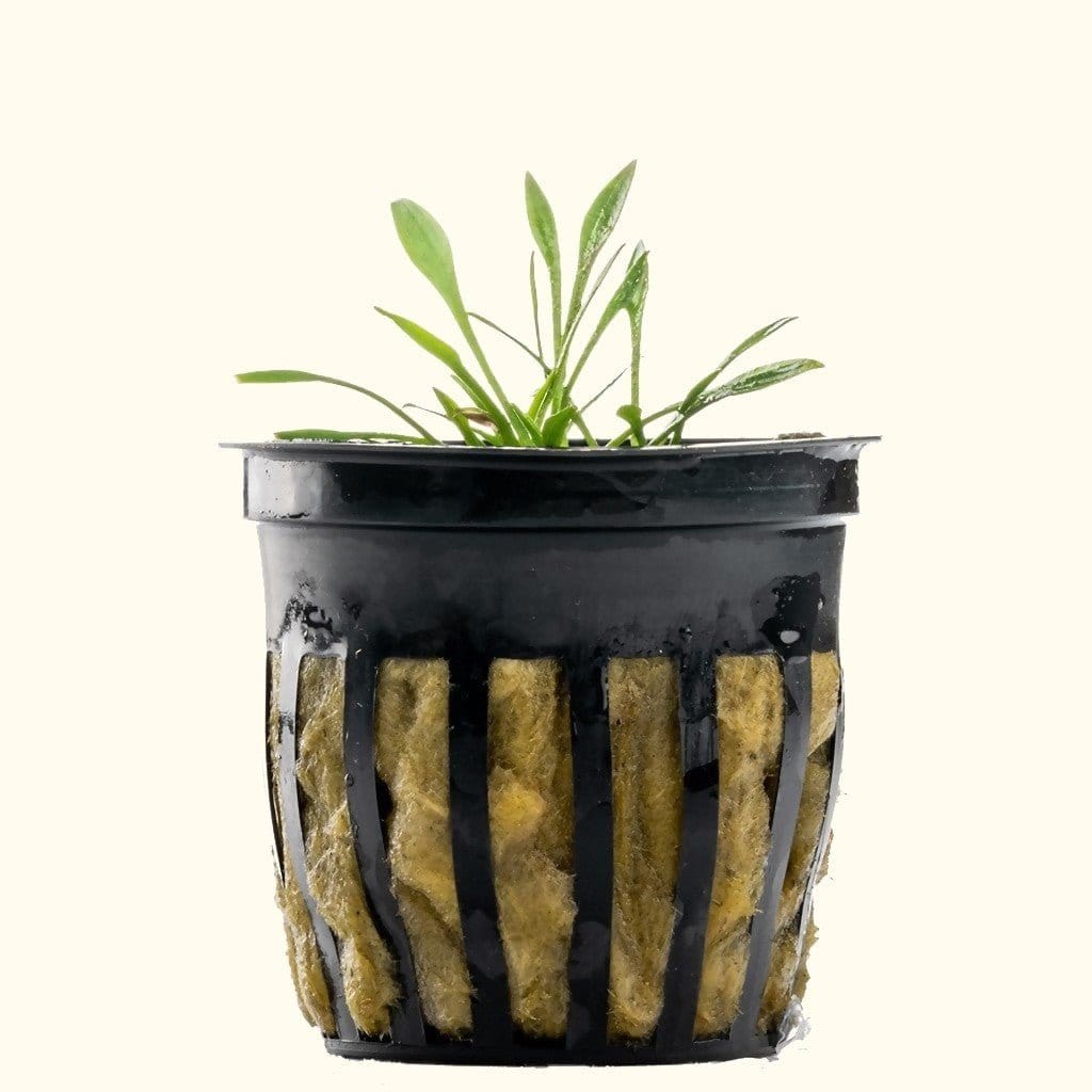 cryptocoryne-parva-9094813