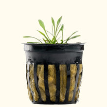 Load image into Gallery viewer, Cryptocoryne Parva - Aquarium Co - Op
