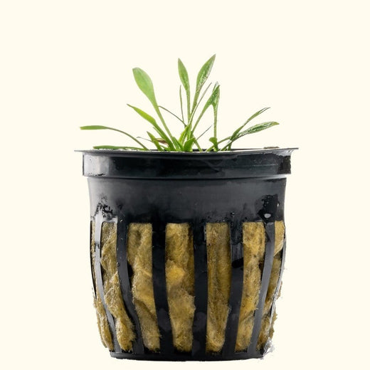 cryptocoryne-parva-9094813