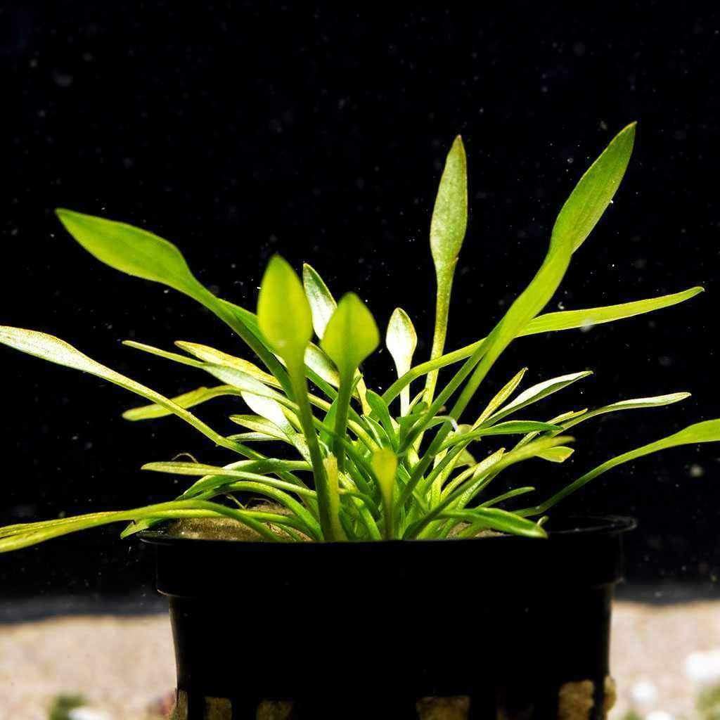cryptocoryne-parva-9559277