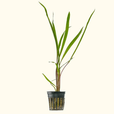 Plants Live Plants Cryptocoryne Spiralis