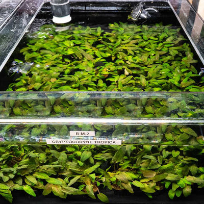 Plants Live Plants Cryptocoryne Tropica