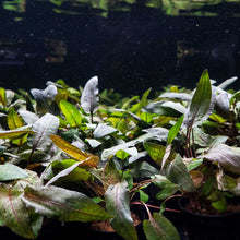 Load image into Gallery viewer, Plants Live Plants Cryptocoryne Tropica
