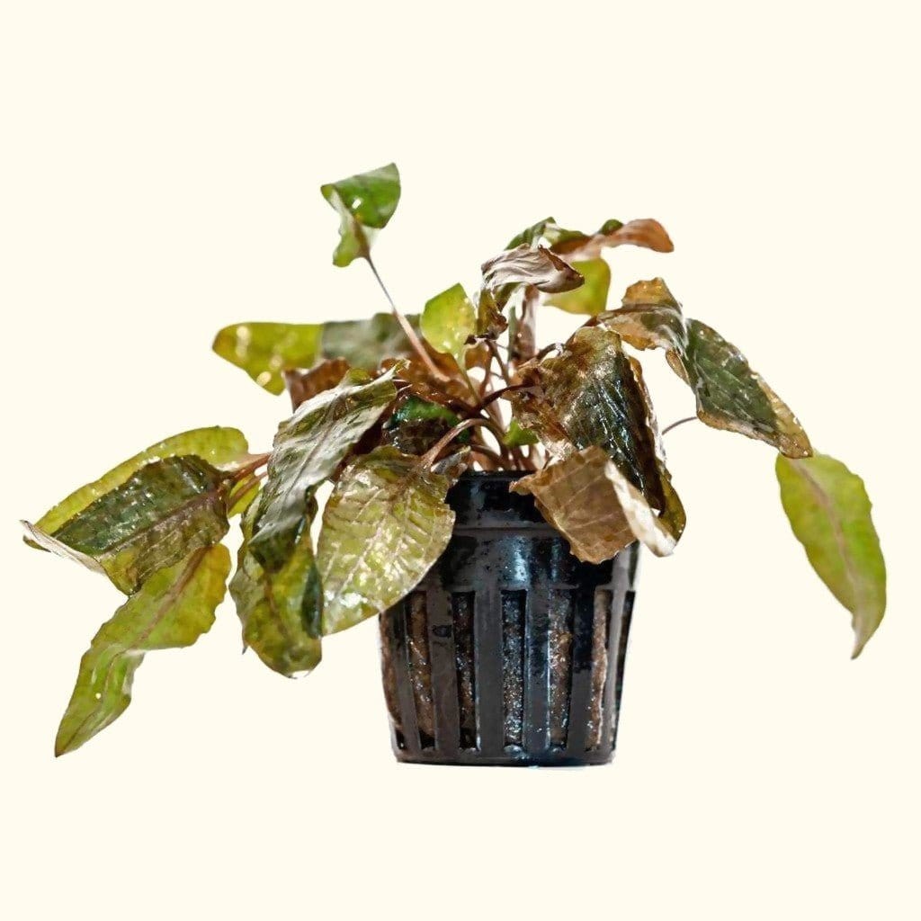 cryptocoryne-tropica-00810055290512-31666972262469