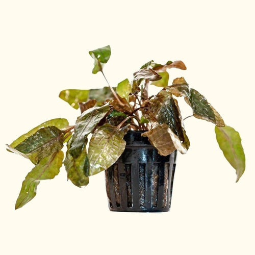 Plants Live Plants Cryptocoryne Tropica