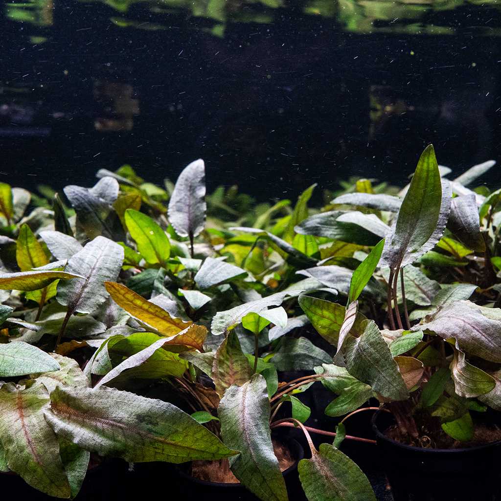 cryptocoryne-tropica-3889670