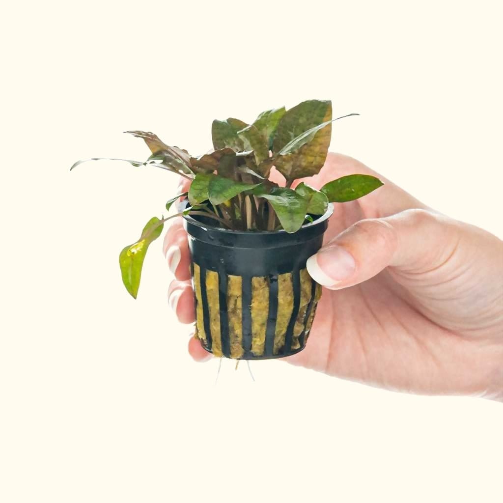 cryptocoryne-tropica-5406861