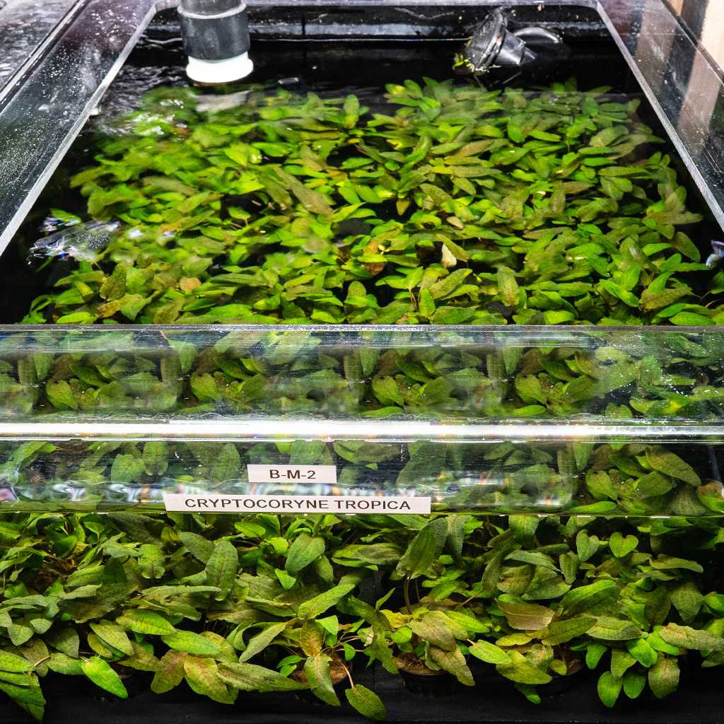 Cryptocoryne Tropica | Fish Tank Plant