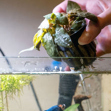 Load image into Gallery viewer, Cryptocoryne Tropica - Aquarium Co - Op
