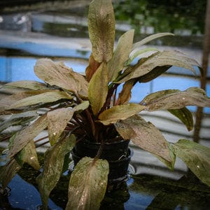 cryptocoryne-undulata-3976212