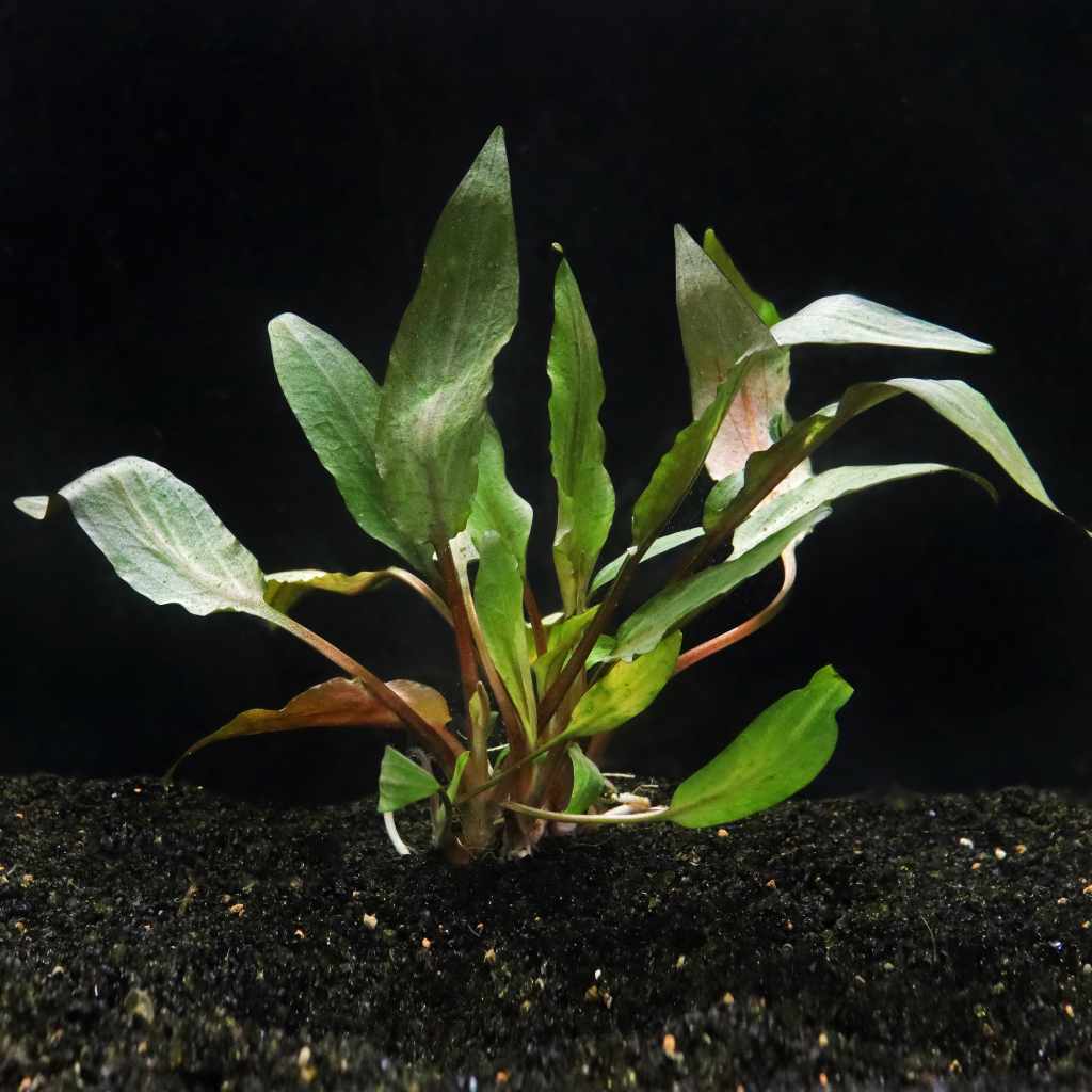 cryptocoryne-undulata-5467252