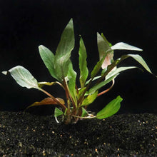 Load image into Gallery viewer, Cryptocoryne Undulata - Aquarium Co - Op
