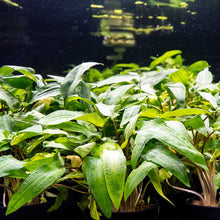 Load image into Gallery viewer, Plants Live Plants Cryptocoryne Wendtii Green
