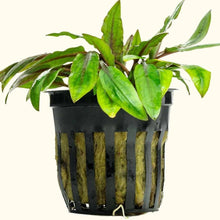 Load image into Gallery viewer, Plants Live Plants Cryptocoryne Wendtii Green
