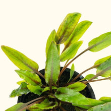 Load image into Gallery viewer, Plants Live Plants Cryptocoryne Wendtii Green
