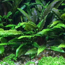 Load image into Gallery viewer, Plants Live Plants Cryptocoryne Wendtii Green
