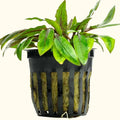 Cryptocoryne Wendtii Green - Aquarium Co - Op