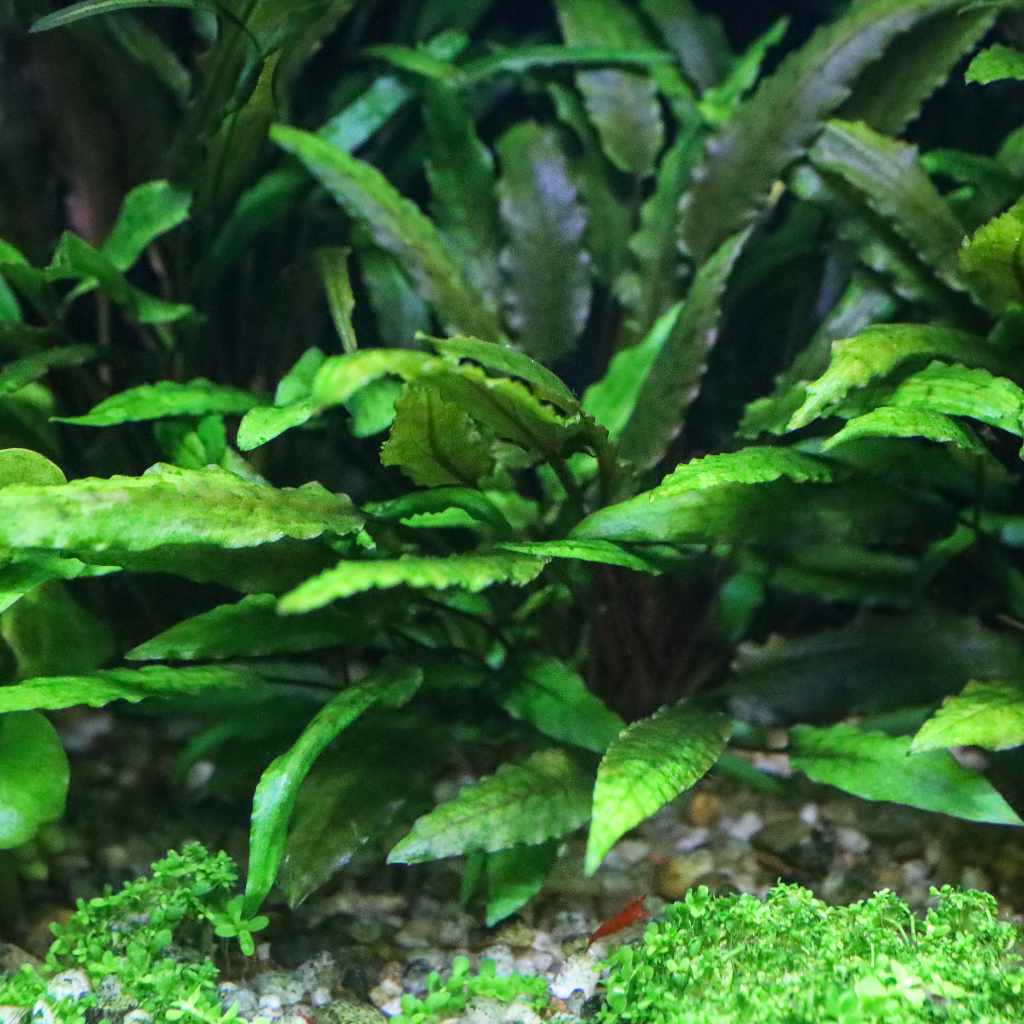 cryptocoryne-wendtii-green-8184939