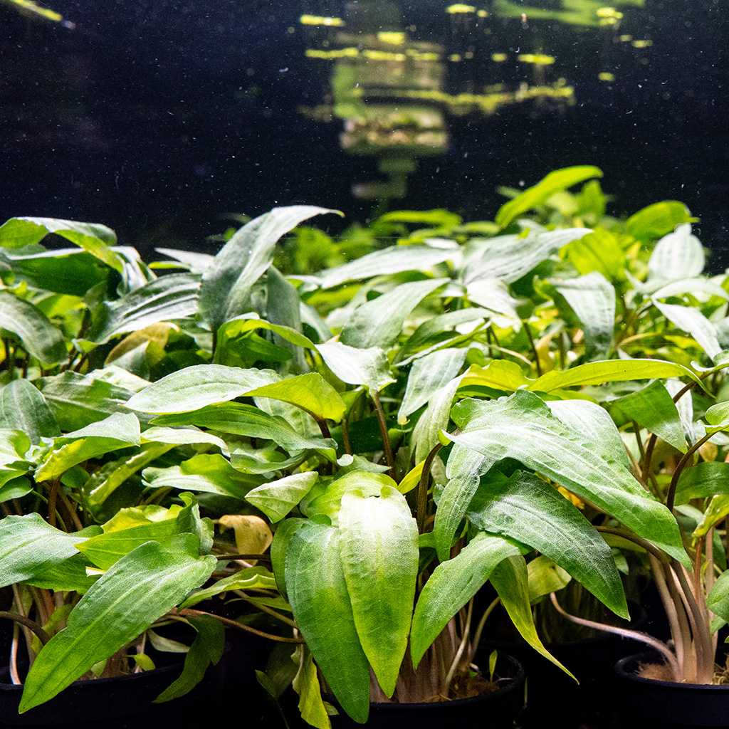 cryptocoryne-wendtii-green-8707629