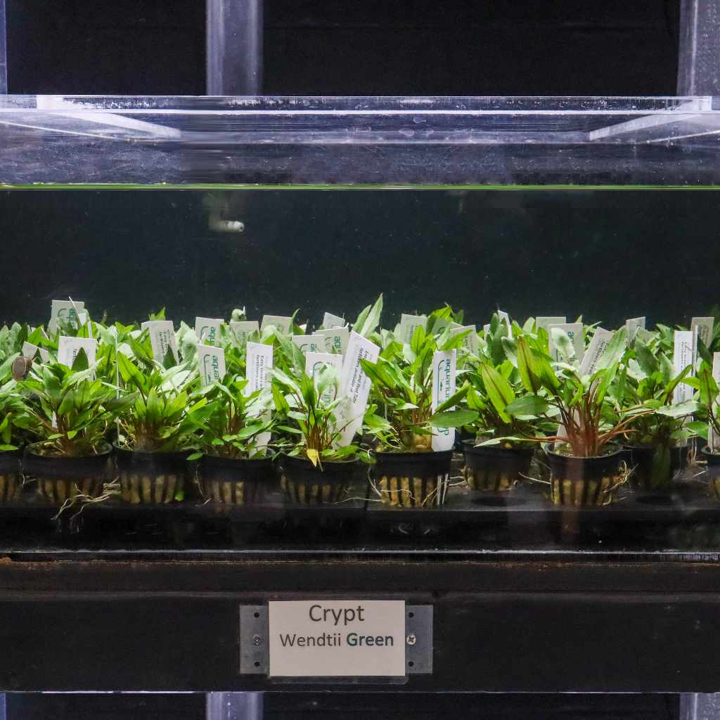 cryptocoryne-wendtii-green-9248932