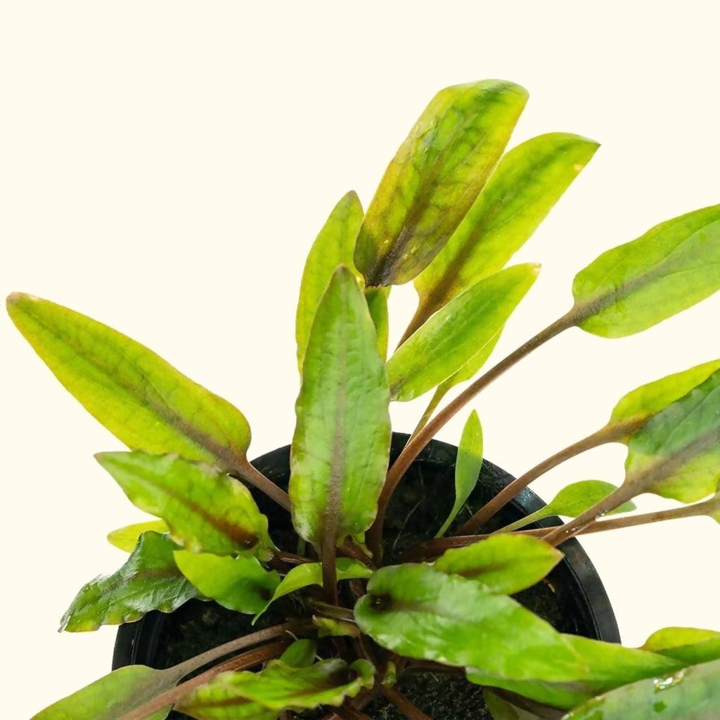 cryptocoryne-wendtii-green-9446925