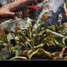 Load image into Gallery viewer, Cryptocoryne Wendtii &amp;#39;Mi Oya&amp;#39; Tissue Culture - Aquarium Co - Op

