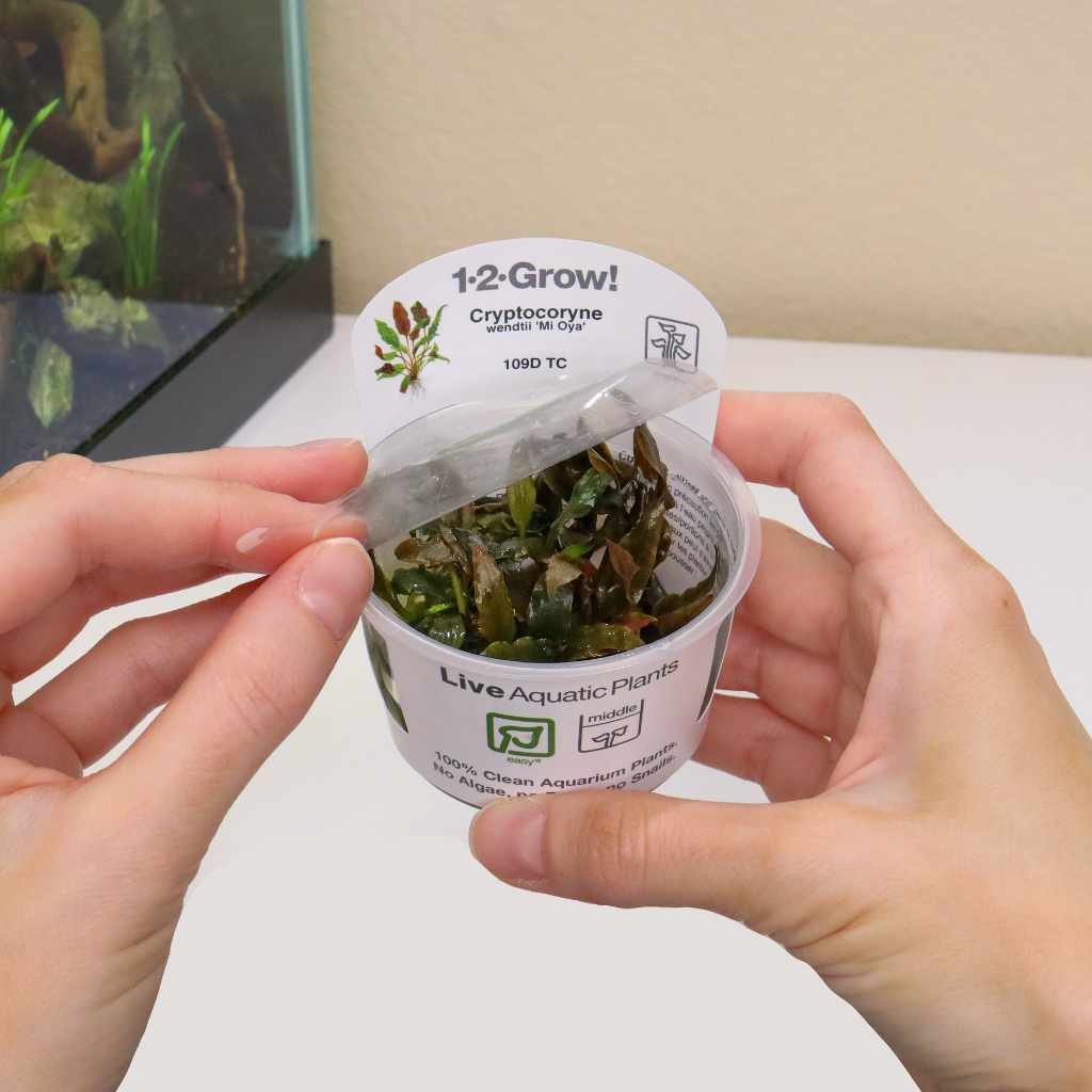 cryptocoryne-wendtii-mi-oya-tissue-culture-2134293