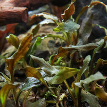 Load image into Gallery viewer, Plants Live Plants Cryptocoryne Wendtii &amp;#39;Mi Oya&amp;#39; Tissue Culture
