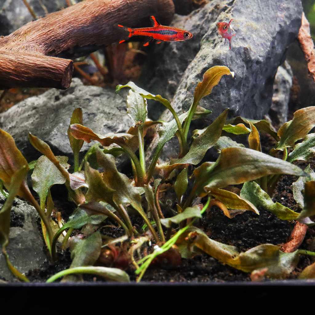 【LA1223-01z】Cryptocoryne sp. Min-2 Yahoo!オークション - Cryptocoryne sp. Min-1 Philippines