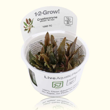 cryptocoryne-wendtii-mi-oya-tissue-culture-5703249909428-33646705868869