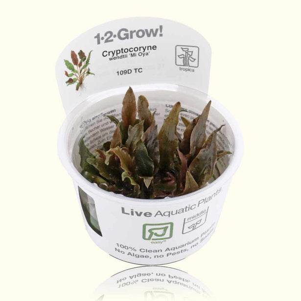 cryptocoryne-wendtii-mi-oya-tissue-culture-5703249909428-33646705868869