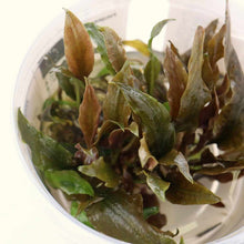 Load image into Gallery viewer, Cryptocoryne Wendtii &amp;#39;Mi Oya&amp;#39; Tissue Culture - Aquarium Co - Op
