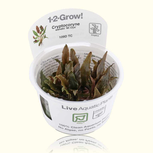 cryptocoryne-wendtii-mi-oya-tissue-culture-9341206