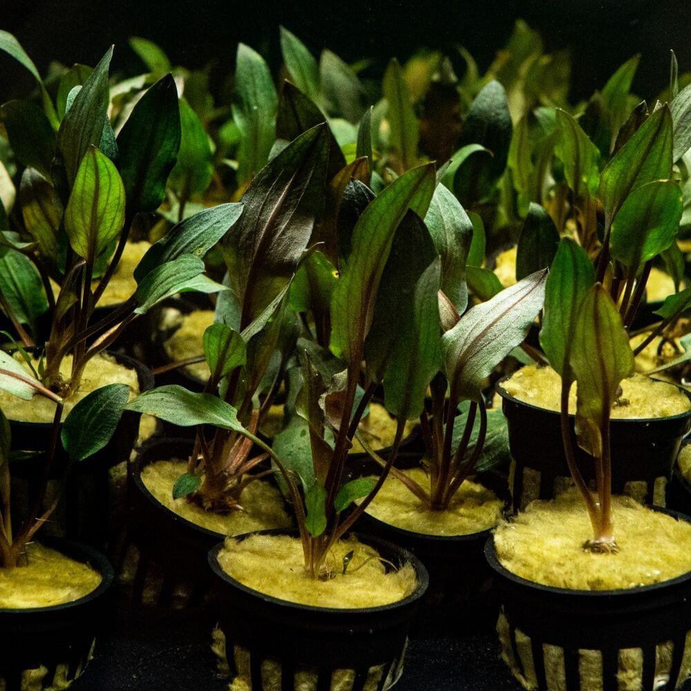 cryptocoryne-wendtii-red-4928653