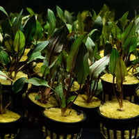 Cryptocoryne Wendtii Red